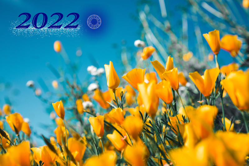 2022年の星よみを表す黄色い花と青空